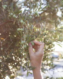 para qué sirve el aceite de oliva